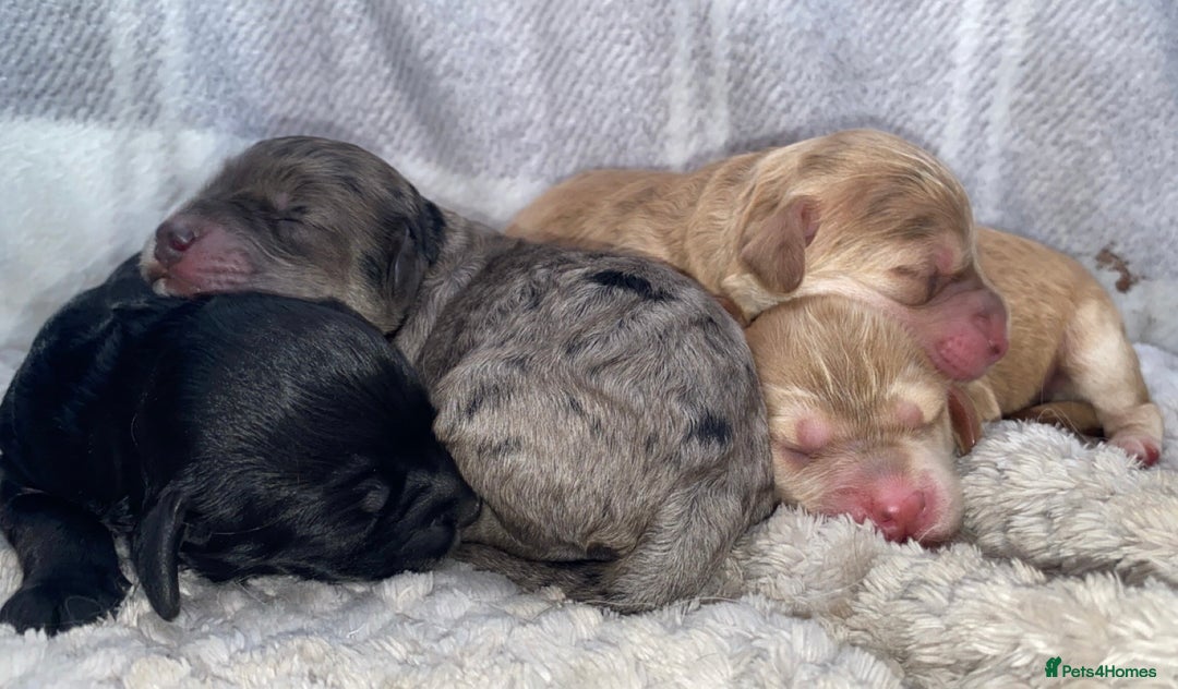 Cockapoo dogs for sale: Stunning Cockapoos - Image 15
