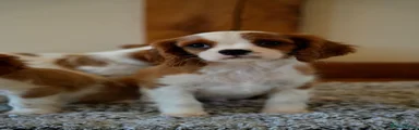 Cavalier King Charles Spaniel 2
