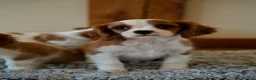Cavalier King Charles Spaniel dogs for sale: ⭐️Cavalier King Charles puppies⭐️ - Advert 14