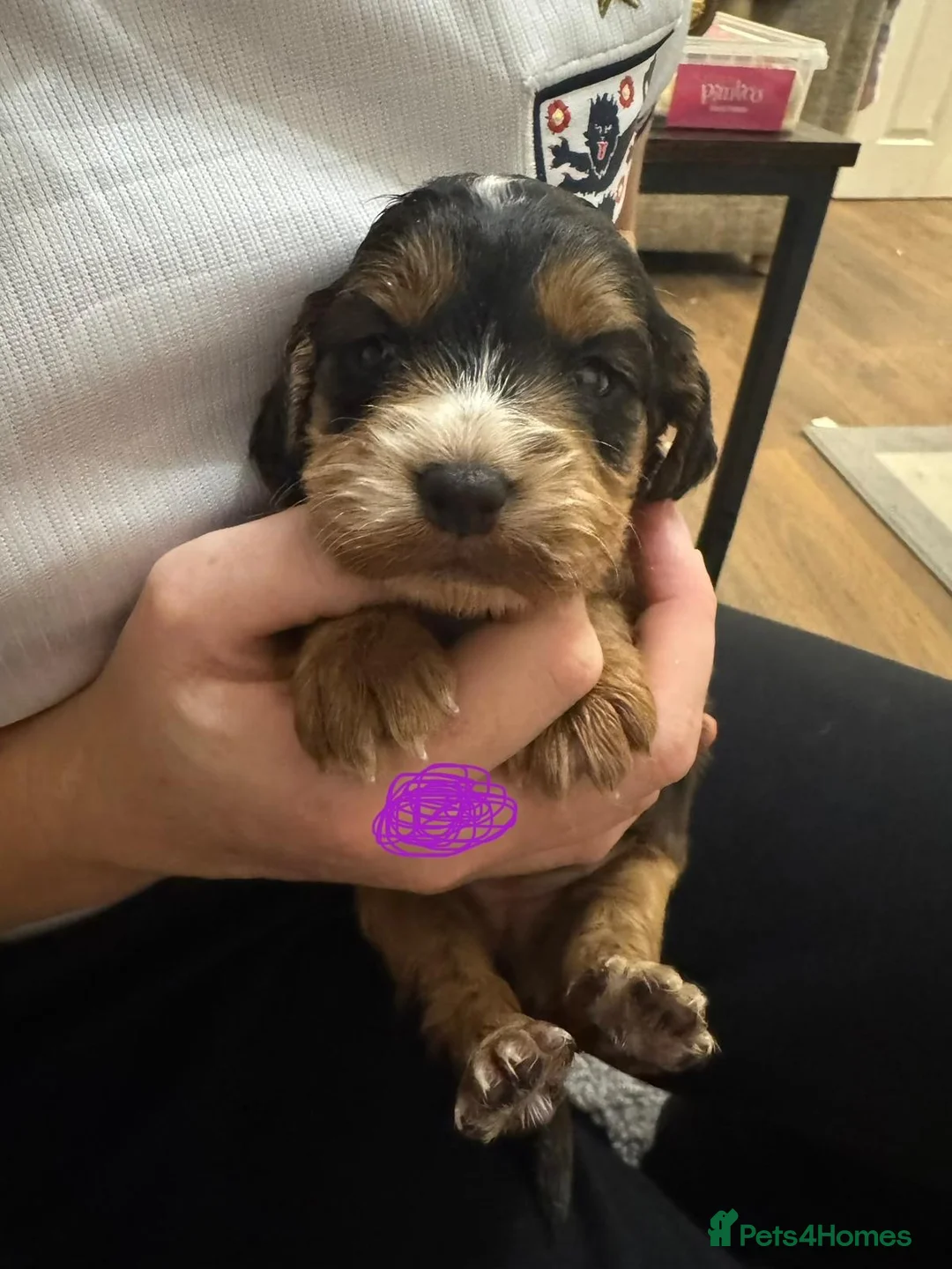 Cockapoo dogs for sale: 9 beautiful f1b cockapoo puppies!! in Stoke-on-Trent - Advert 2
