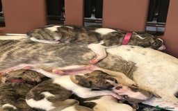 Whippet dogs for sale: A beautiful-well bred litter of small whippets  - Image 10