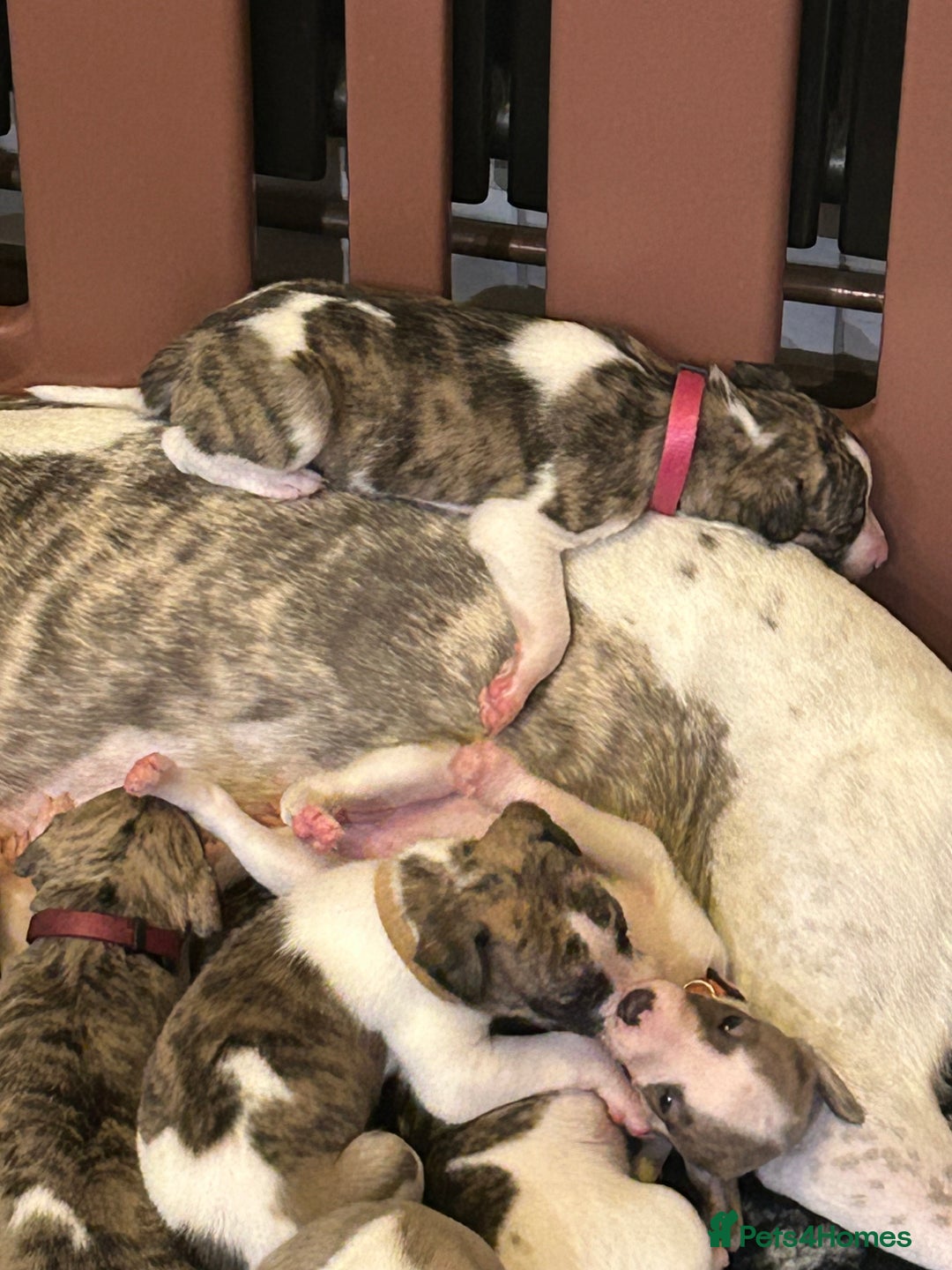 Whippet dogs for sale: A beautiful-well bred litter of small whippets  - Image 10