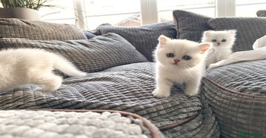 Scottish Fold cats - Advert 6