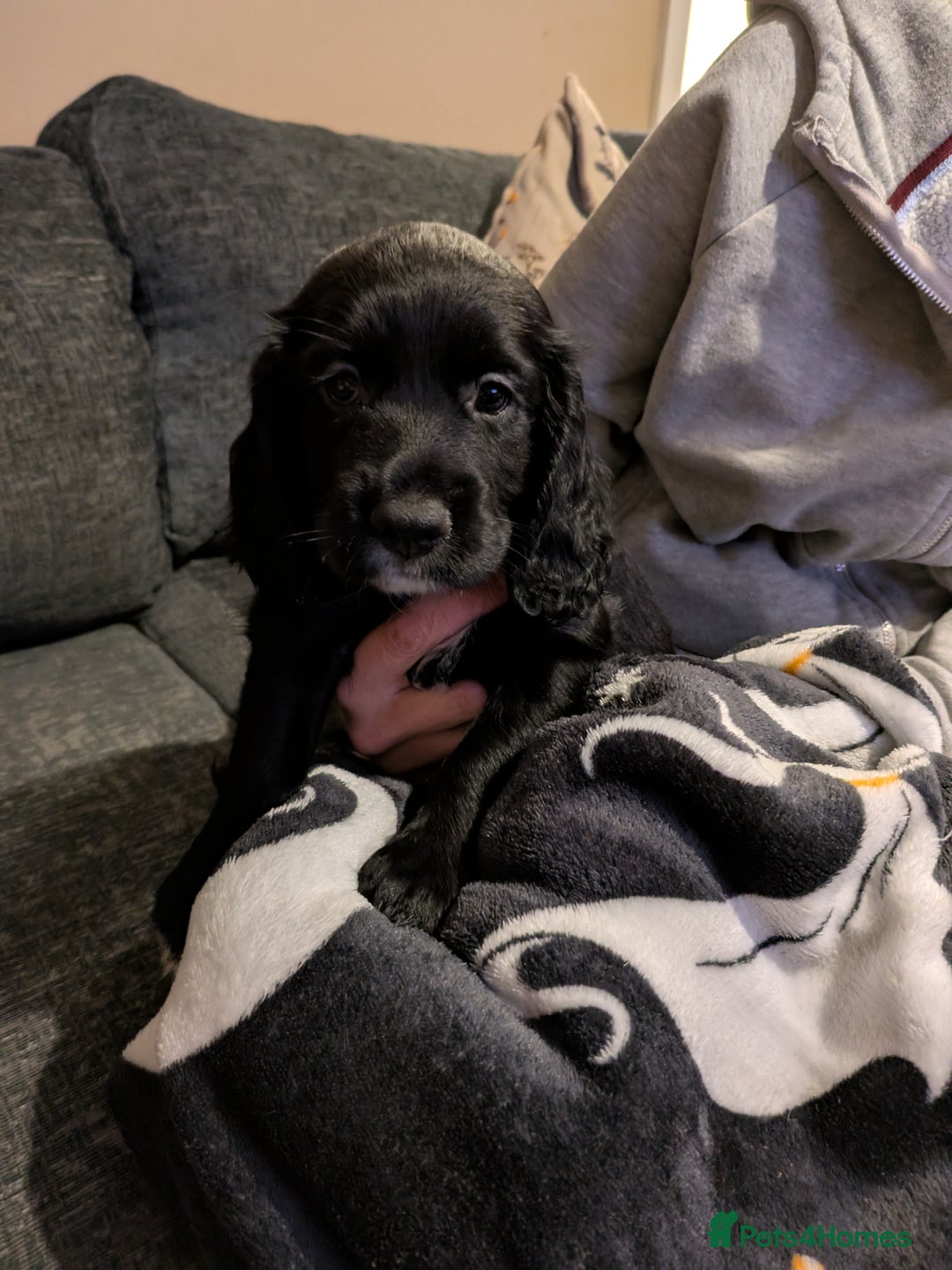 Cocker Spaniel dogs for sale: Beautiful cocker spaniel pups - Image 10