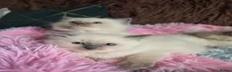 Ragdoll cats for sale: Four Stunning GCCF Registered Girls - Advert 19
