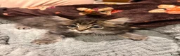 Ragdoll cats for sale: Ragdoll Kittens for sale 🖤 - Advert 12