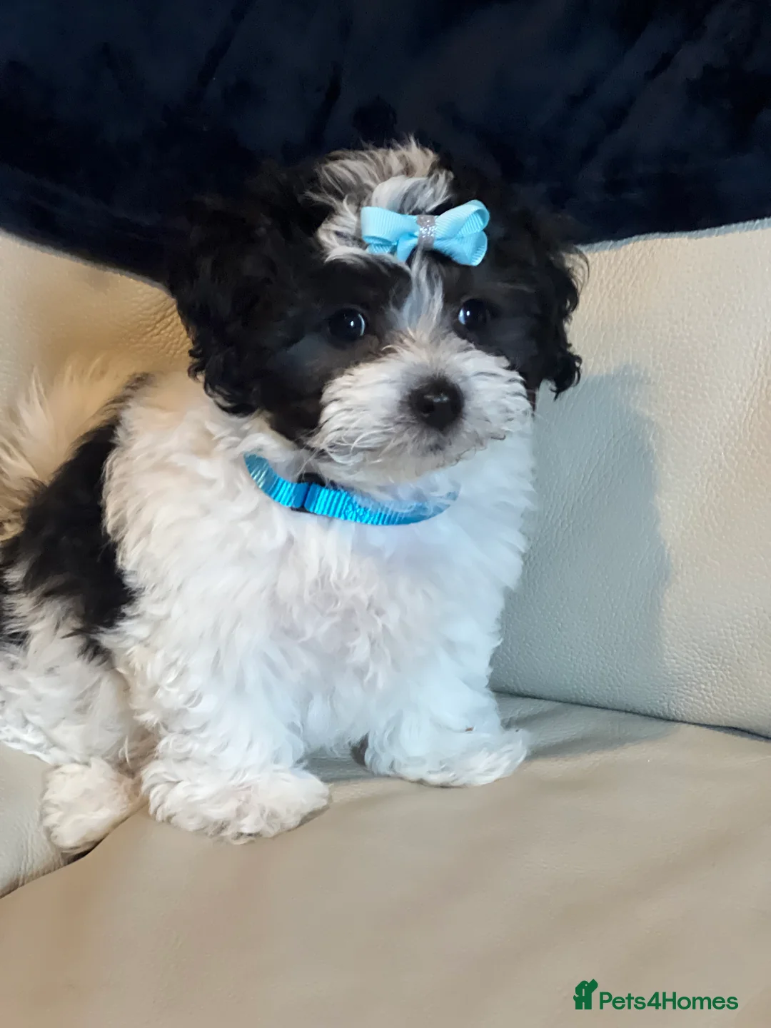 Malshi dogs for sale: Malshi puppy one boy left !! - Advert 6