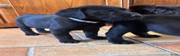 Labrador Retriever dogs for sale: GORGEOUS LITTER OF BLACK LABRADOR PUPPIES!! - Advert 20