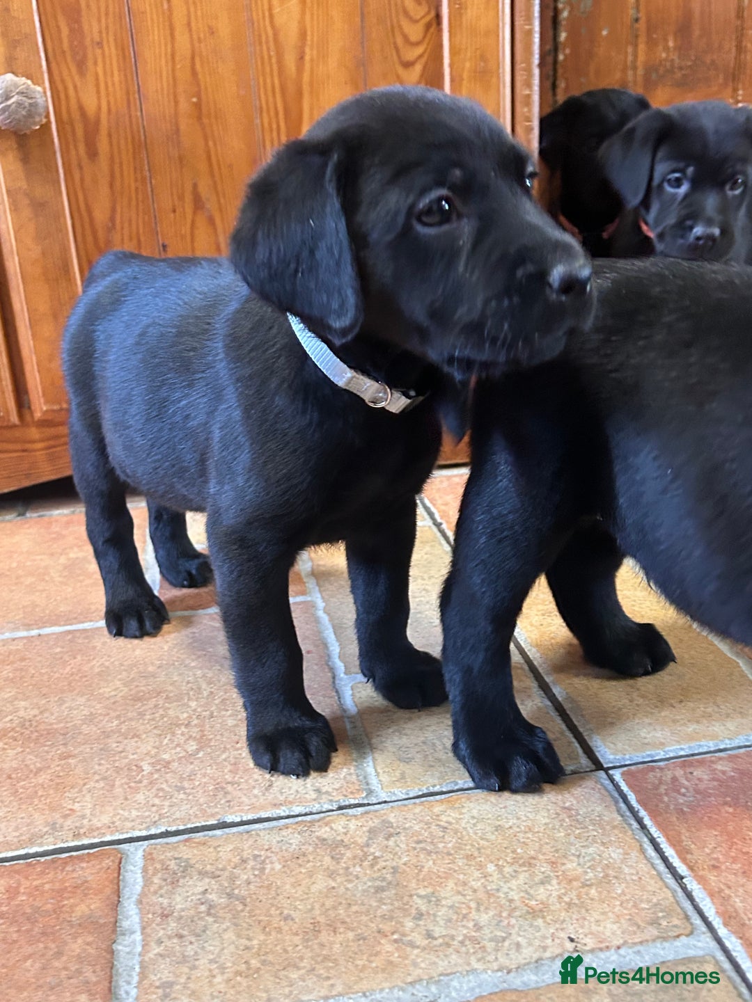 Labrador Retriever dogs for sale: GORGEOUS LITTER OF BLACK LABRADOR PUPPIES!! - Advert 20