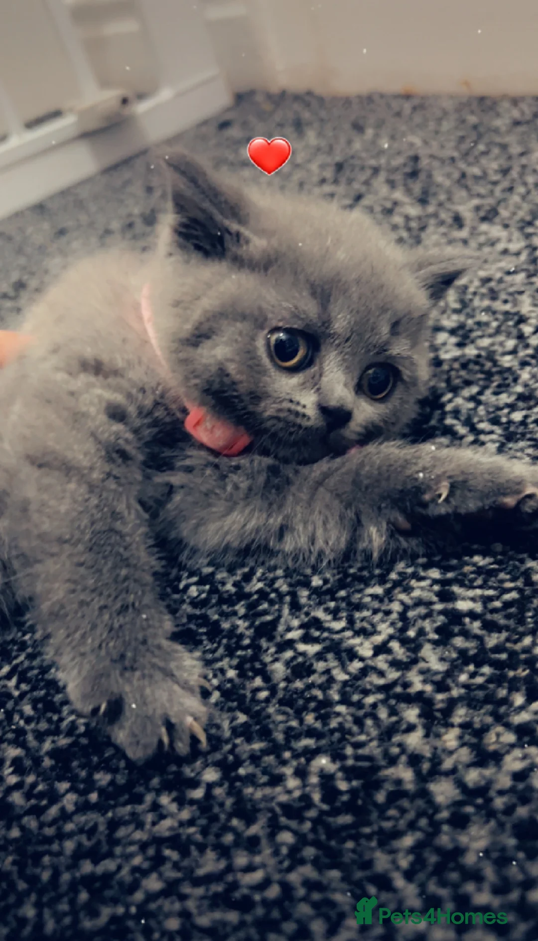 British Shorthair cats for sale: Beautiful BSH Kittens / GCCF registered  - Advert 4