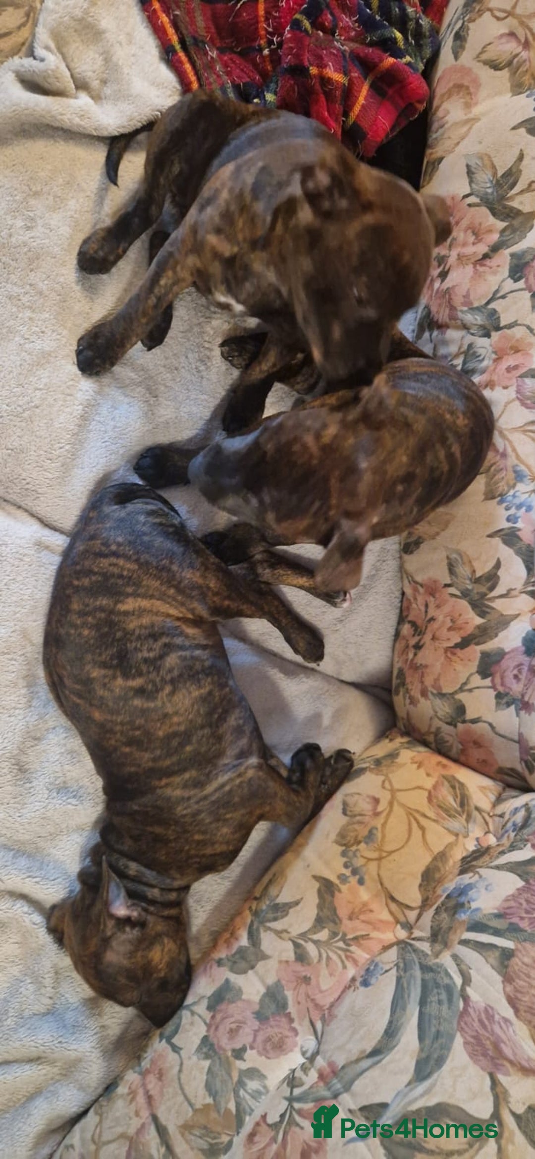 Staffordshire Bull Terrier dogs for sale: 4 female staffy pups - Image 3