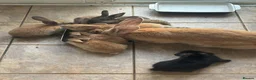 Continental Giant rabbits for sale: Giant continental x French lop - Advert 5