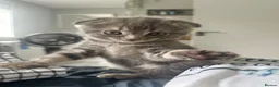 Scottish Fold cats for sale: Scottish fold kittens  in Dewsbury - Advert 21