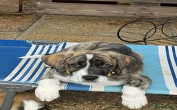 Mixed Breed dogs for adoption: Forest Gumps Litter - Image 20