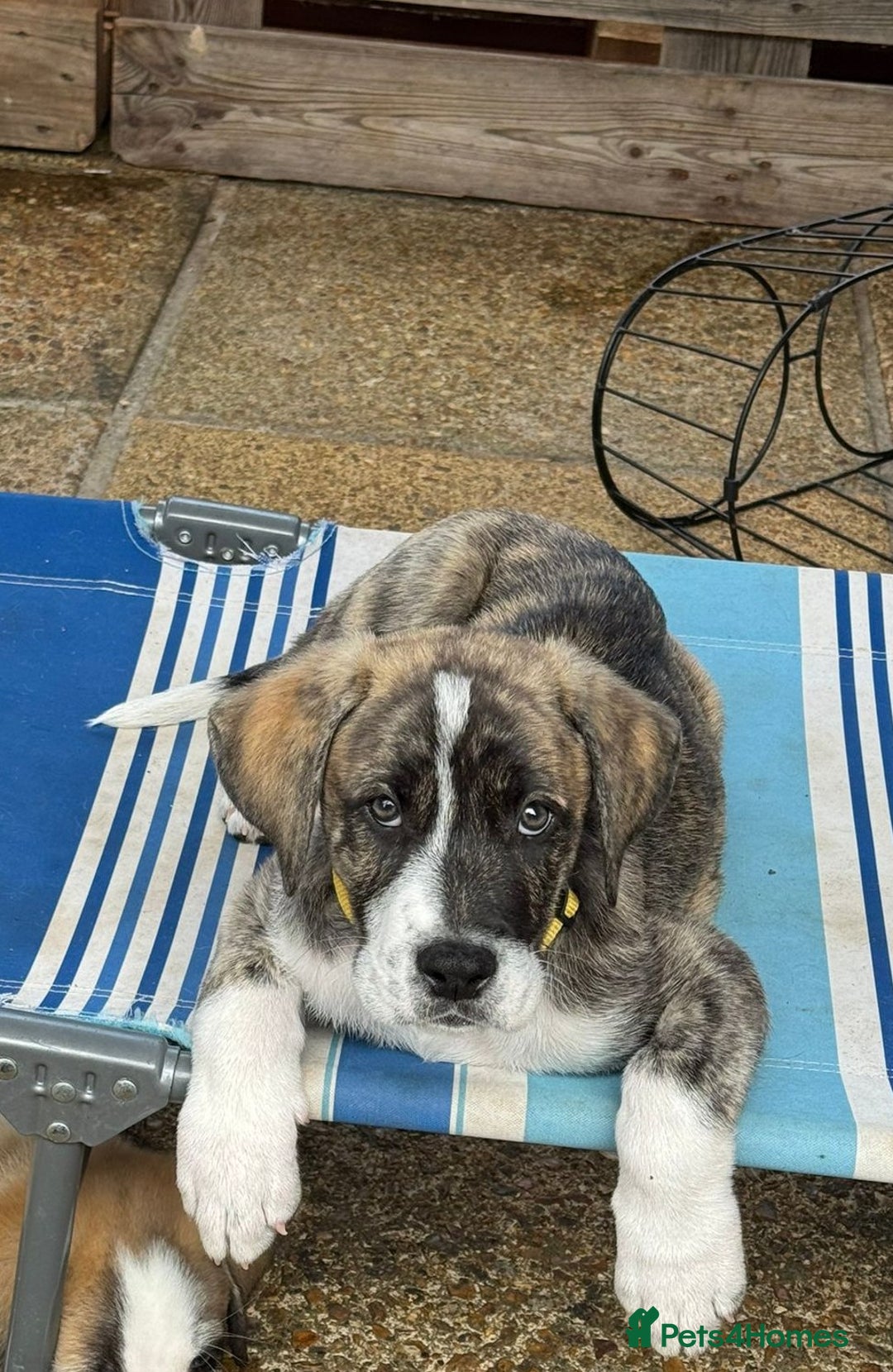 Mixed Breed dogs for adoption: Forest Gumps Litter - Image 20