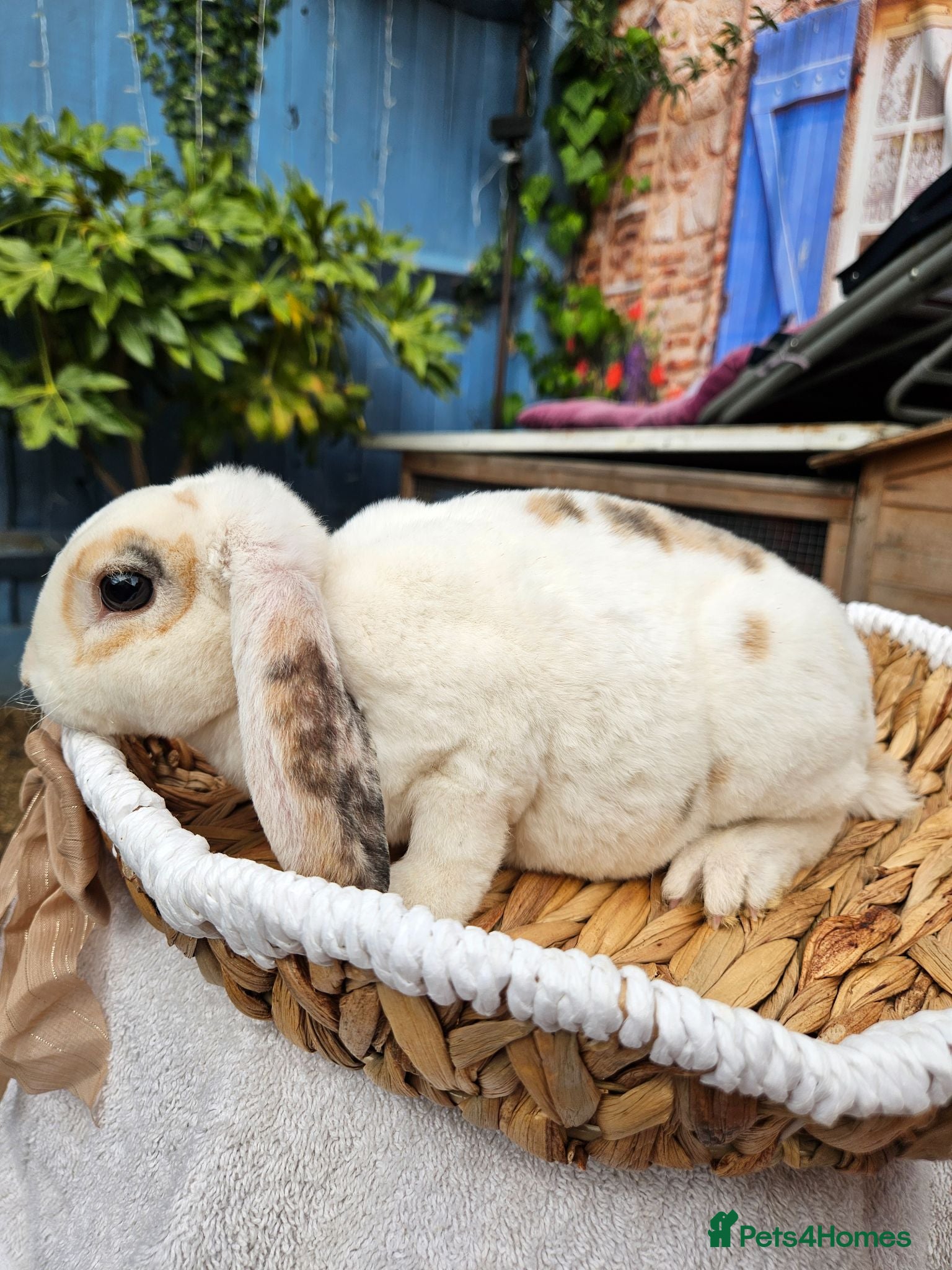 Mini Lop rabbits Purebred Mini Plush Lops- Suffolk - Advert 2