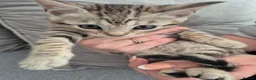 Mixed Breed cats for sale: Mixed bengal kittens - Advert 15