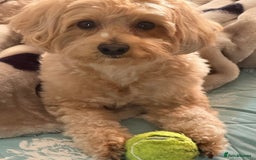 Maltipoo dogs for stud: Make dog offered for stud - Image 2