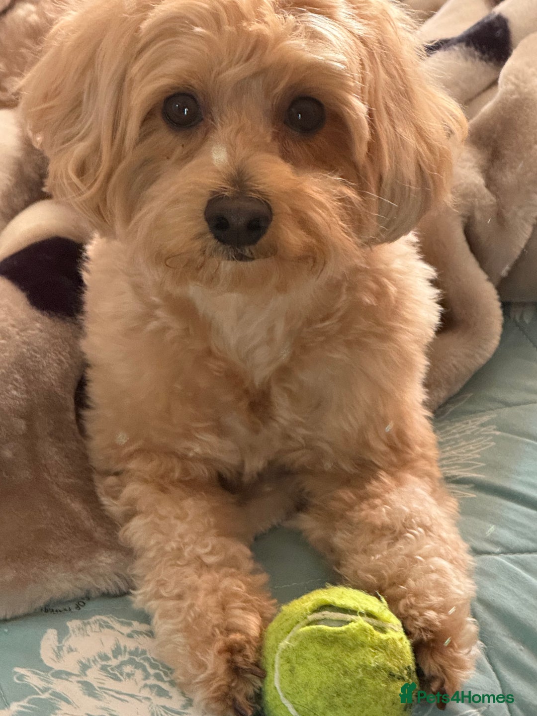 Maltipoo dogs for stud: Make dog offered for stud - Image 2