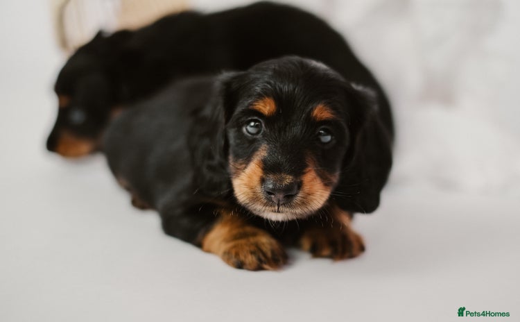 Miniature Dachshund dogs - Advert 2