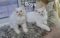 Ragdoll cats for sale: Pure loving ragdool ready for new home  - Image 22