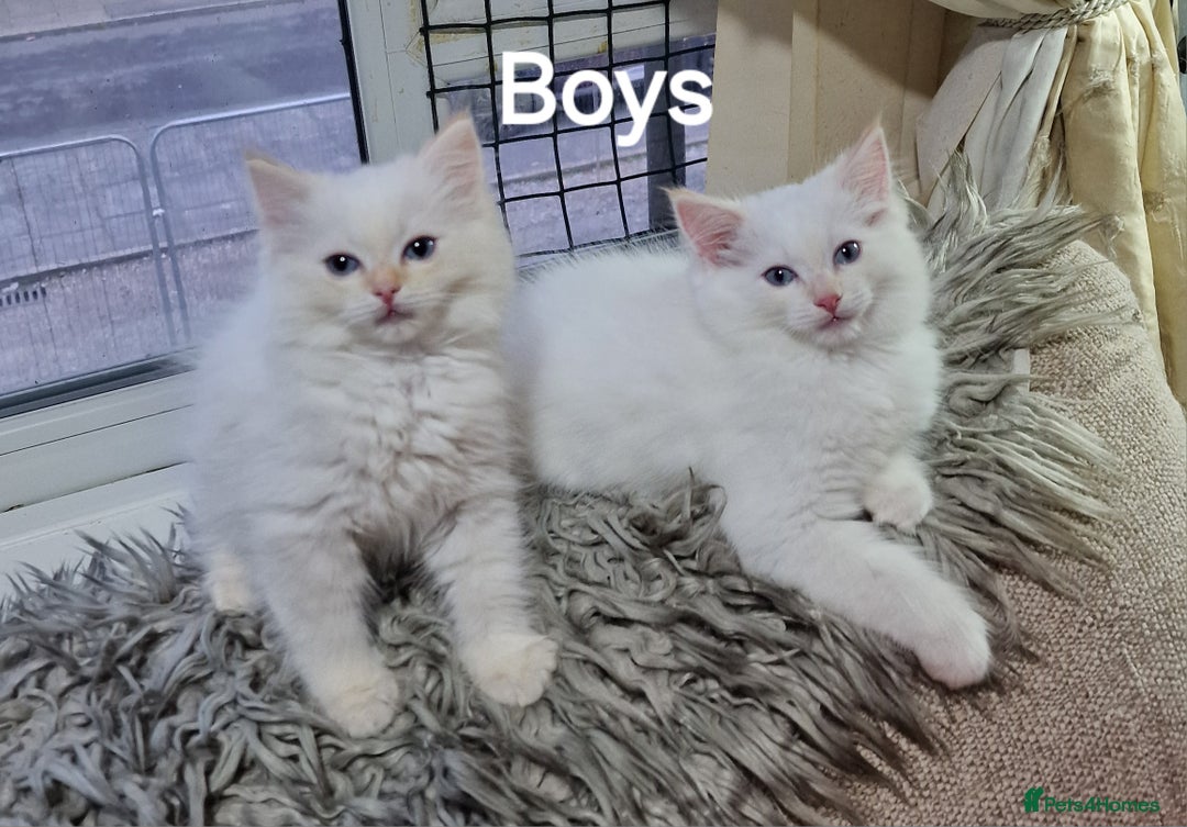 Ragdoll cats for sale: Pure loving ragdool ready for new home  - Image 22