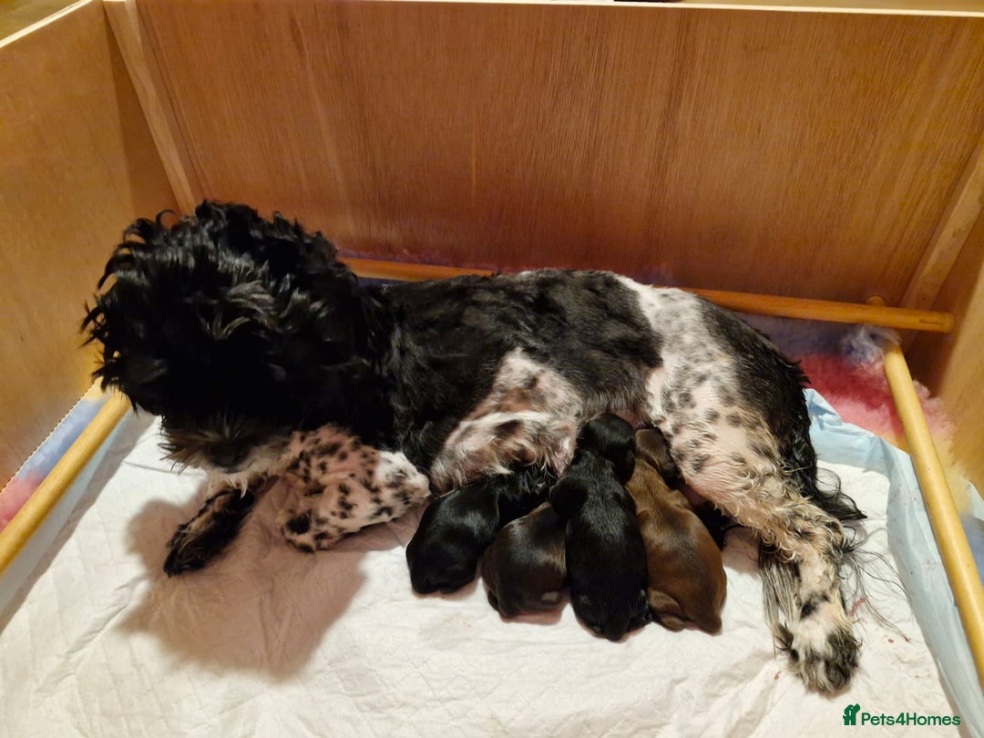 Miniature Poodle dogs for stud: Stunning proven KC health tested Red Stud in Reading - Image 20