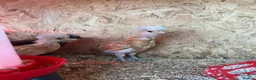 Chickens poultry for sale: Polish, Silkies, Pekins  - Advert 16