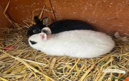 Netherland Dwarf rabbits for sale: Super friendly, super cuddly  Netherland Dwarf boy - Image 7