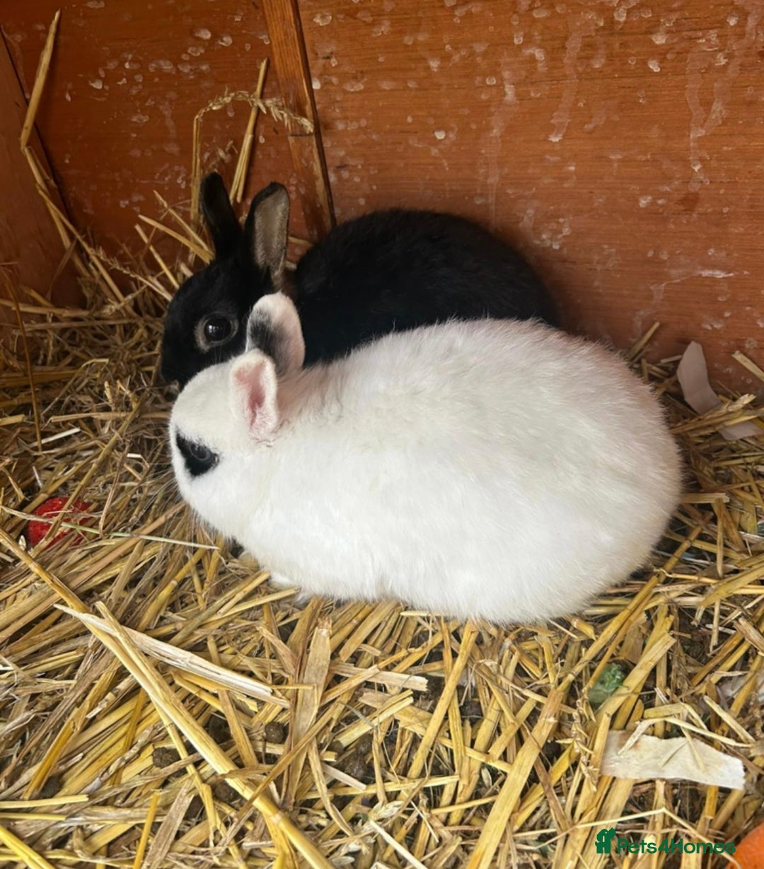 Netherland Dwarf rabbits for sale: Super friendly, super cuddly  Netherland Dwarf boy - Image 7