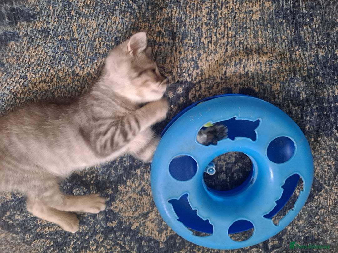 Bengal cats for sale: Bengal x ragdoll kittens - Image 12