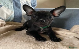 Mixed Breed dogs for sale: Frug/Staffy Puppies - Image 4