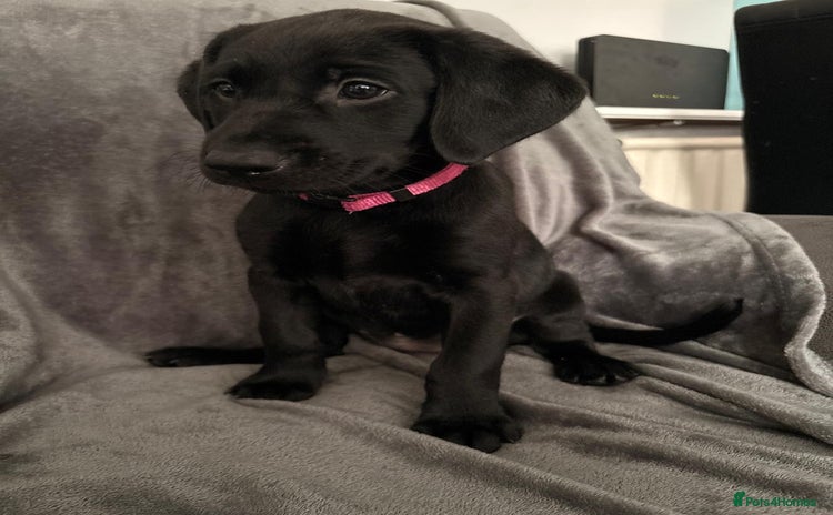 Labrador Retriever dogs - Advert 14
