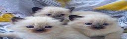 Ragdoll cats for sale: Blue eyed Ragdoll Kittens  - Advert 19