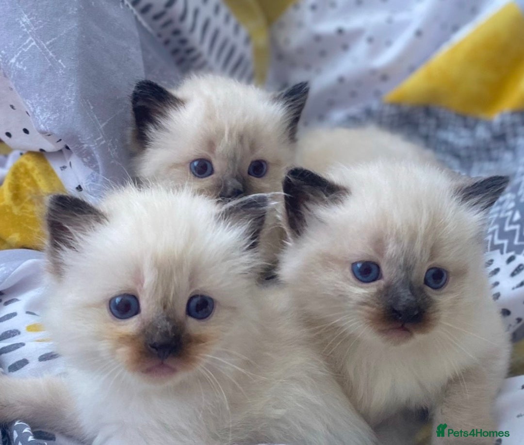 Ragdoll cats for sale: Blue eyed Ragdoll Kittens  - Advert 19