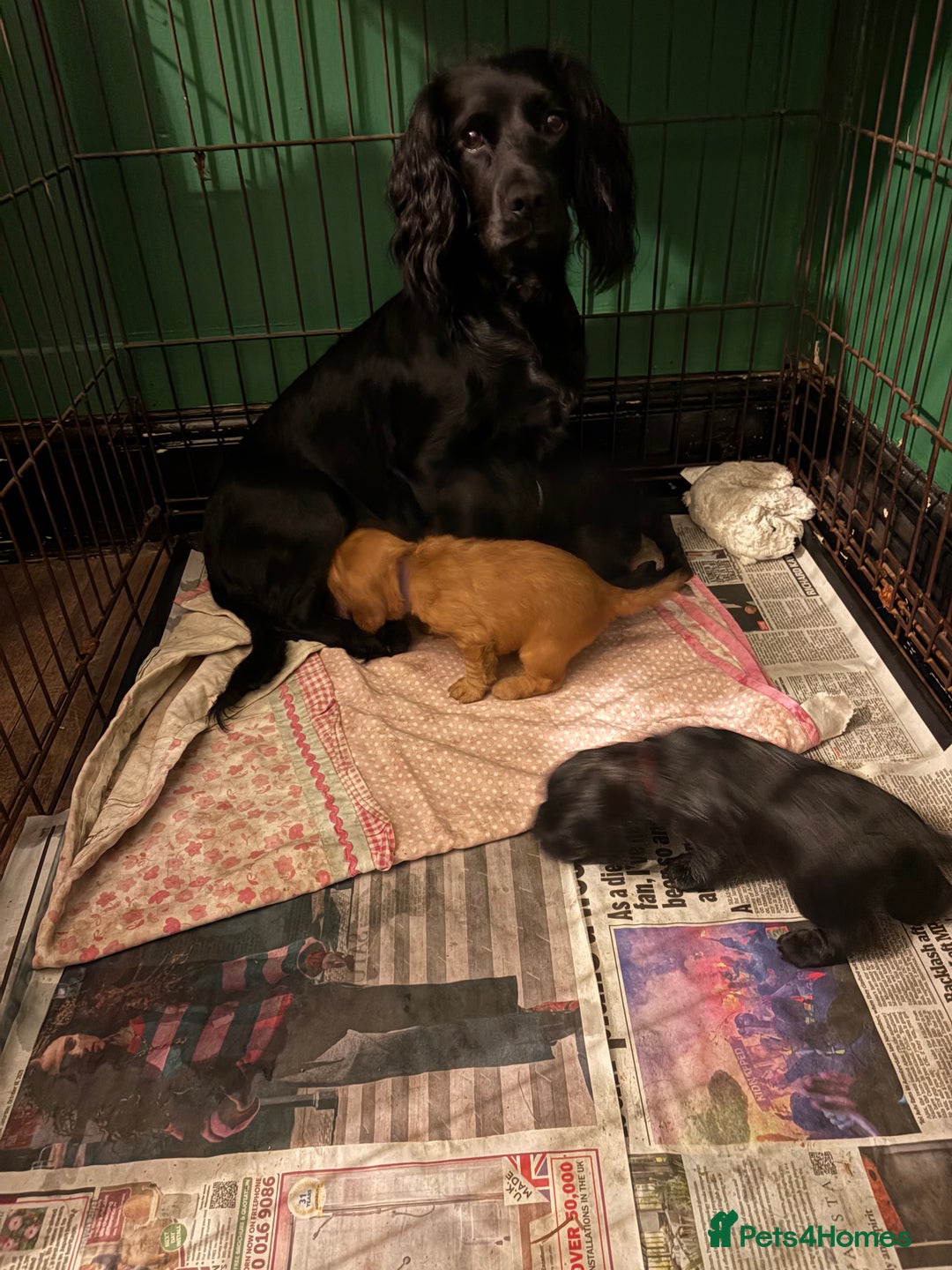 Cocker Spaniel dogs for sale: Cocker Spaniel pups for sale - Image 2