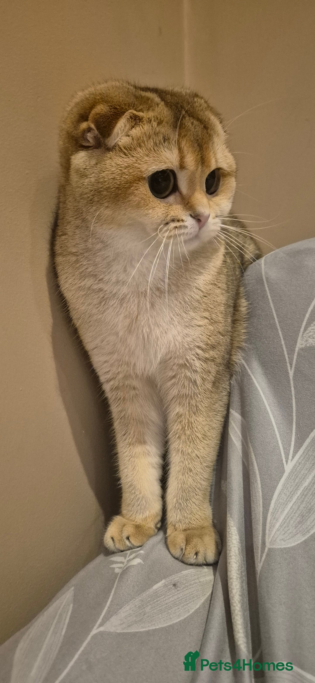 Scottish Fold cats for sale: Beautiful registered Scottish fold girl - Image 2