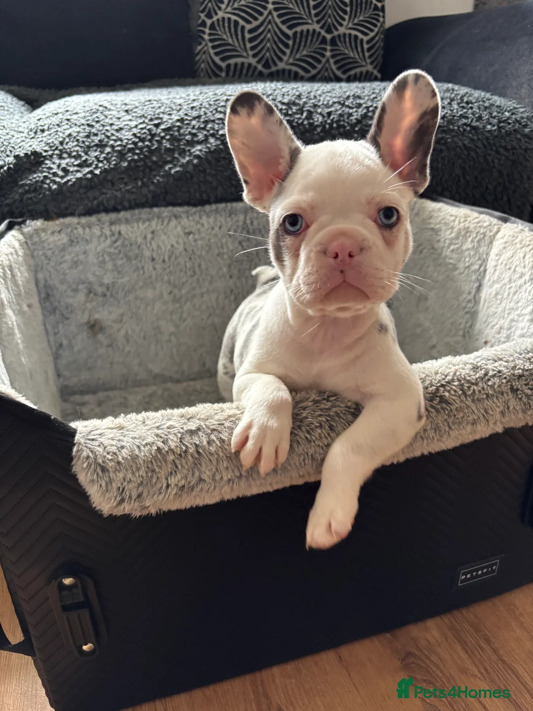 French Bulldog dogs for sale: Husky Koi French Bulldogs  - Advert 2
