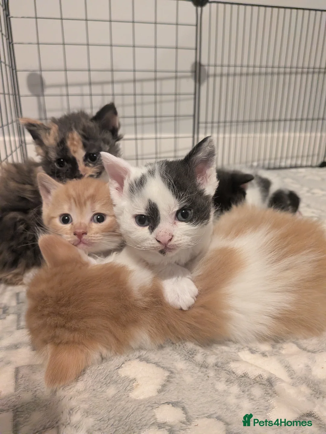 Selkirk Rex cats for sale: Beautiful Kittens – From Pedigree Selkirk Rex Mum - Advert 19