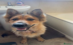 German Shepherd dogs for sale: Pedigree German Shepherd Puppies - Image 5