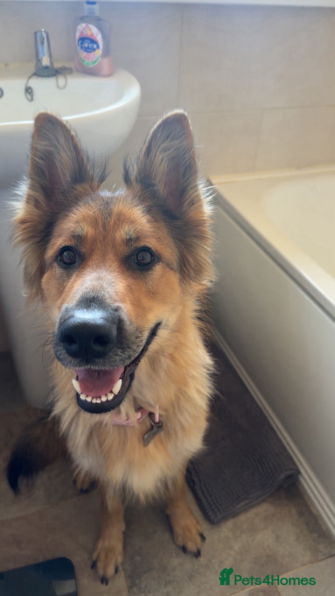 German Shepherd dogs for sale: Pedigree German Shepherd Puppies - Image 5