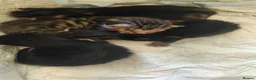 Mixed Breed cats for sale: Half Bengal kittens - Advert 11