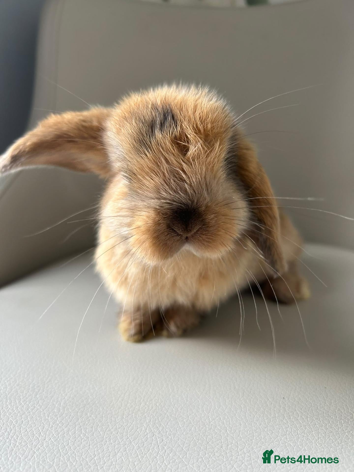 Mini Lion Lop rabbits Lion head/ mini lop baby's  - Advert 10