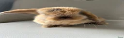 Mini Lion Lop rabbits for sale: Lion head/ mini lop baby's  - Advert 1