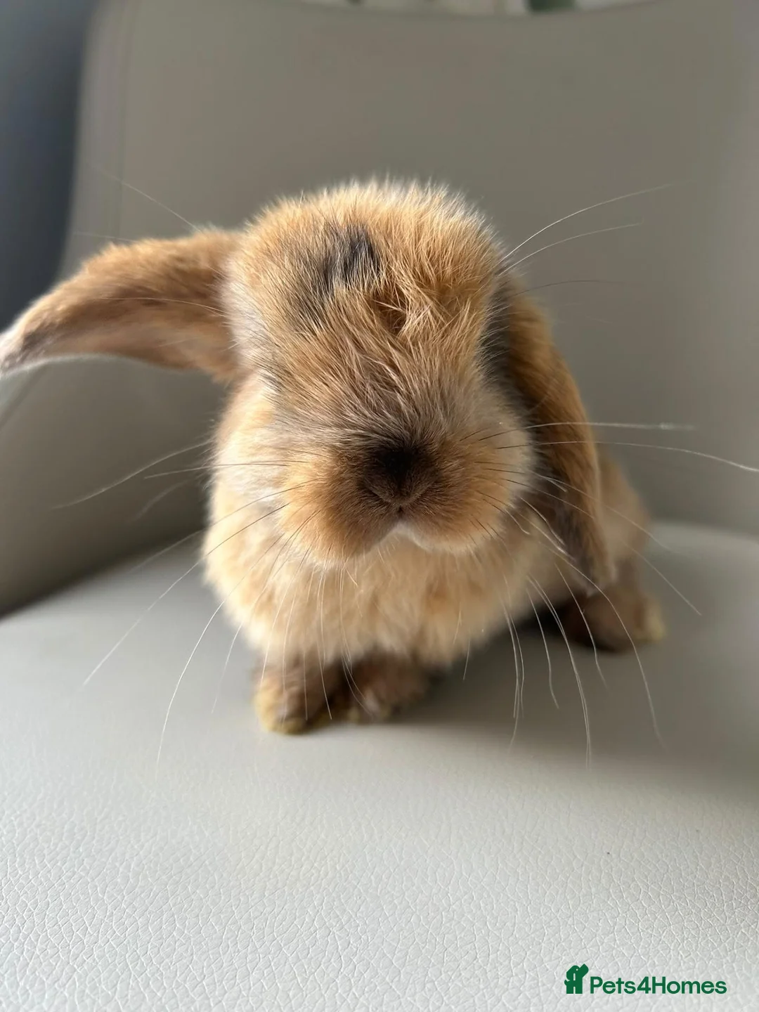 Mini Lion Lop rabbits for sale: Lion head/ mini lop baby's  - Advert 1