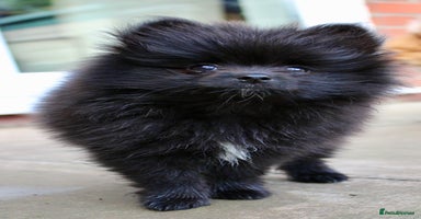 Pomeranian dogs - Advert 1