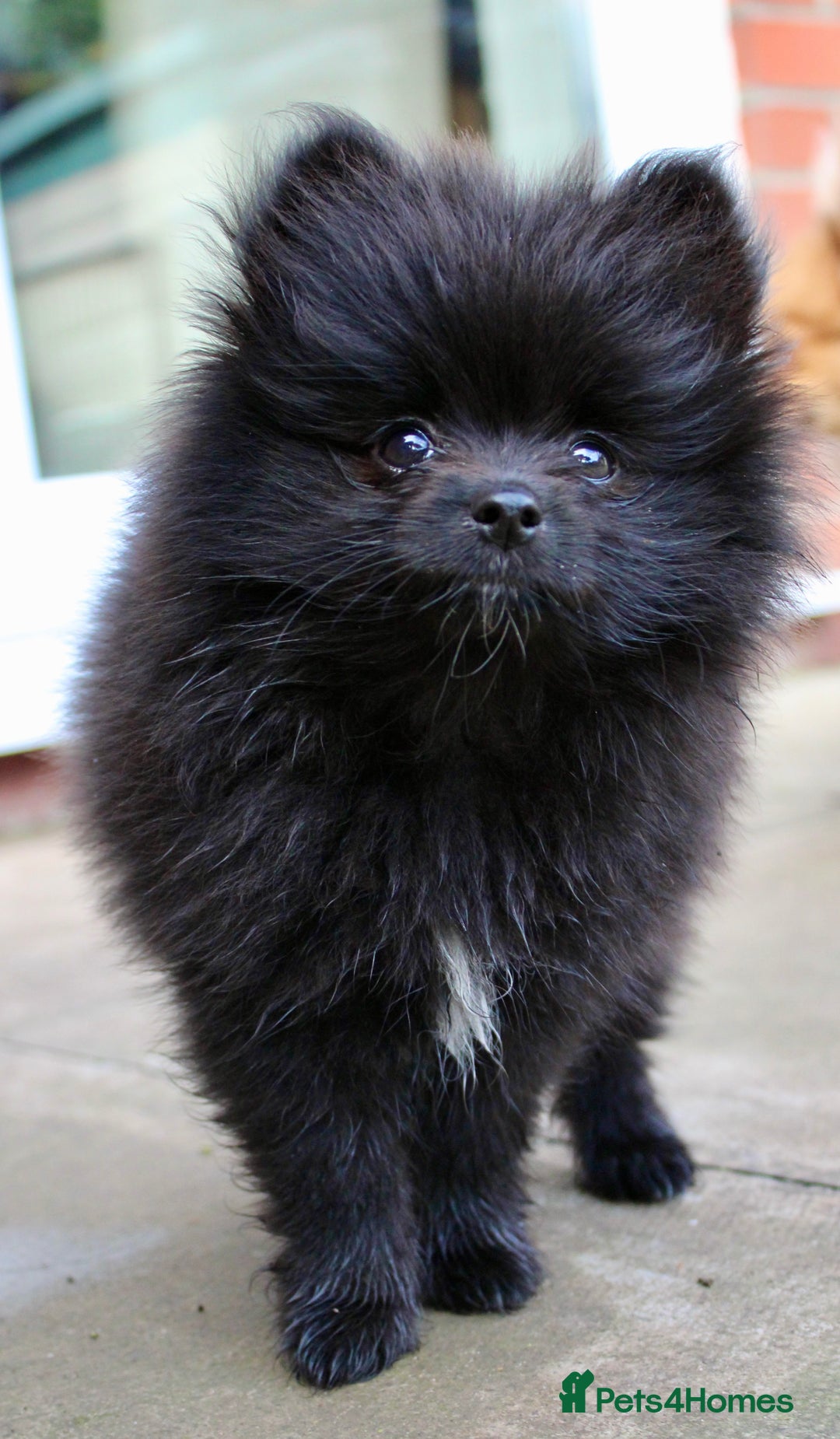 Pomeranian dogs for sale: Champion Russian Bloodlines Boy Pomeranian  - Image 2