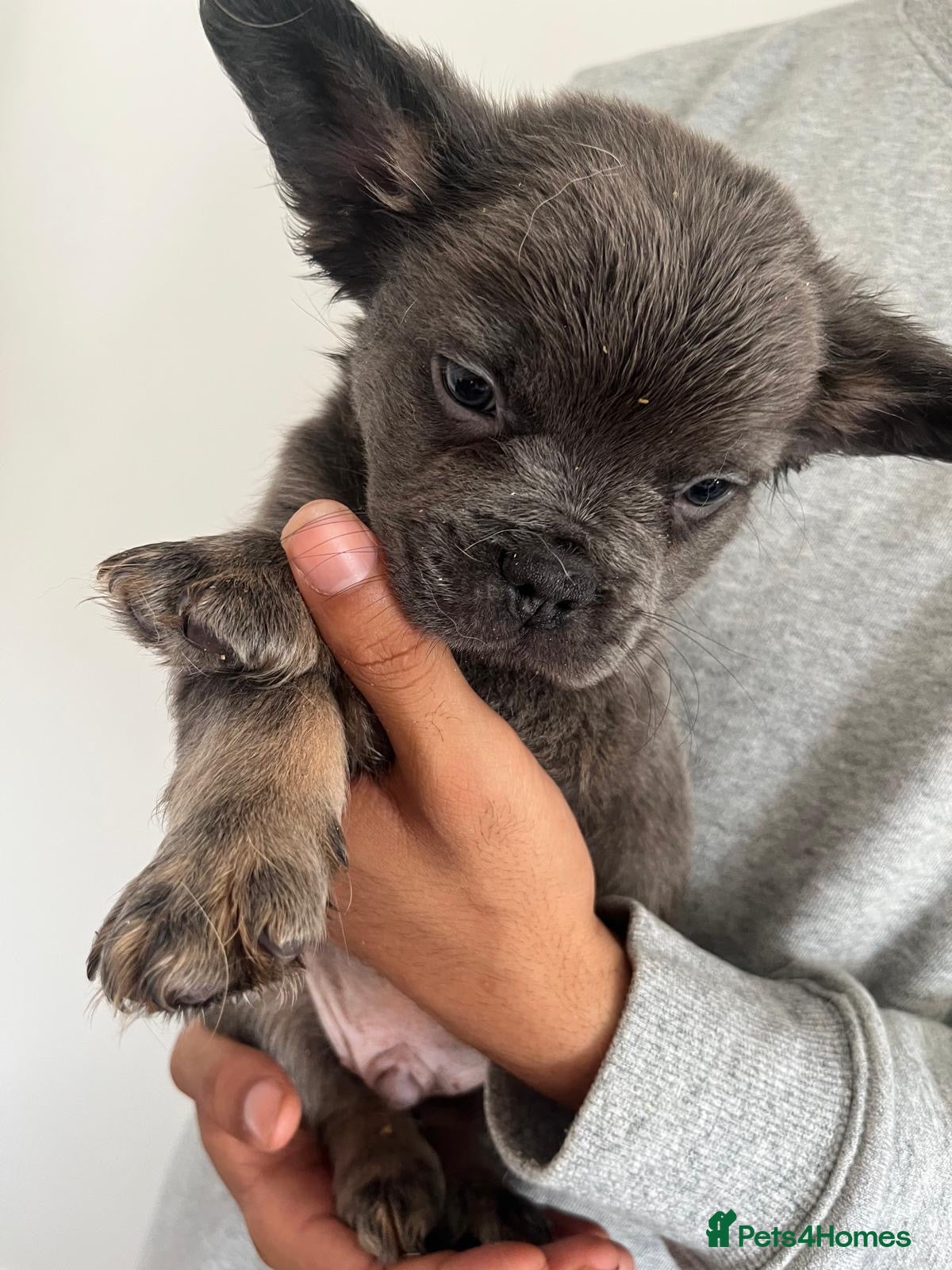 French Bulldog dogs for sale: French bulldogs for sale  - Advert 19