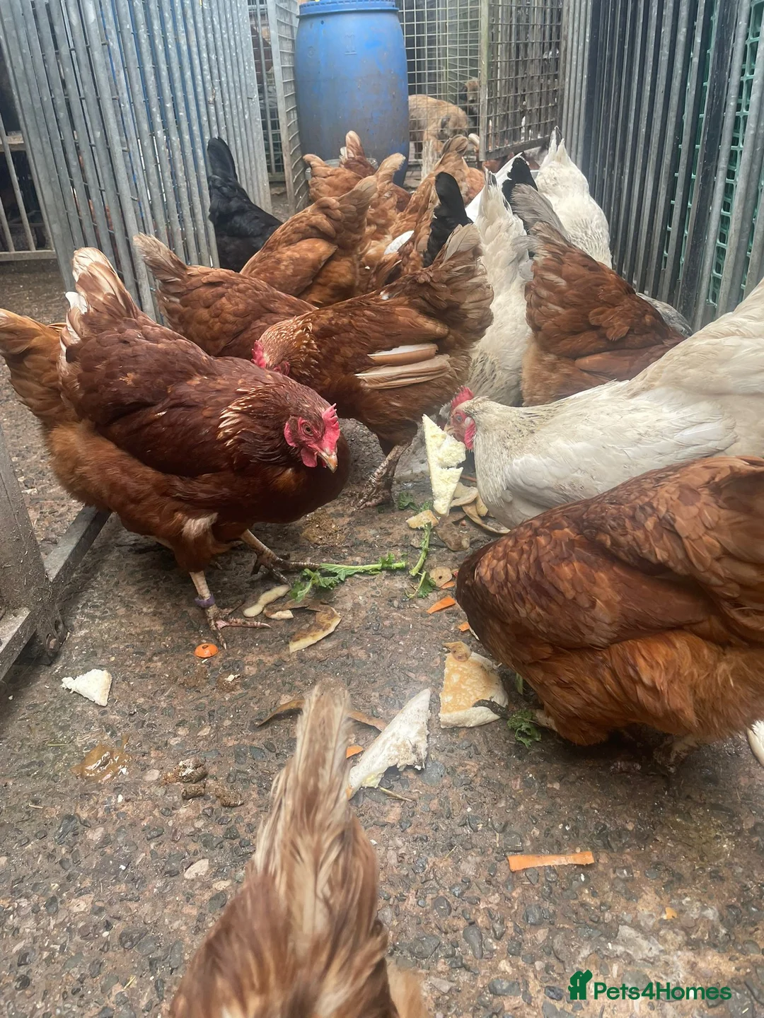 Chickens poultry for sale: Laying Hens For Sale - Advert 2