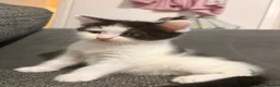 Mixed Breed cats for sale: X 2 male kittens in Warrington - Advert 5